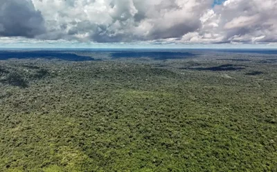 Dados integrados podem ampliar controle sobre gado, madeira e ouro na Amazônia