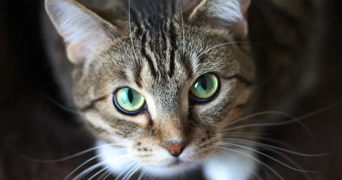 Estudos indicam que gatos reconhecem fala, nomes e vínculos sociais