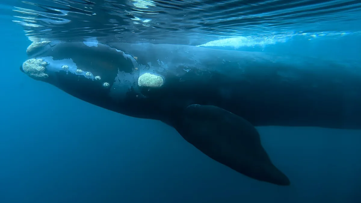 Bactéria é investigada após mortes de filhotes de baleia na Patagônia