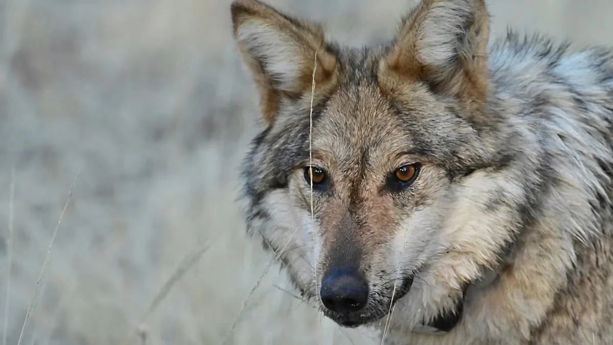 Itália estima 3 500 lobos e debate formas de reduzir conflitos