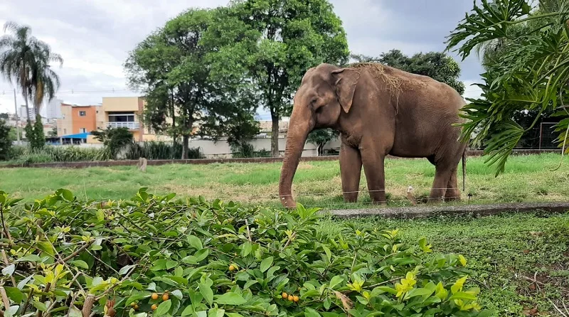 Elefante Sandro chega a santuário em Mato Grosso após decisão judicial