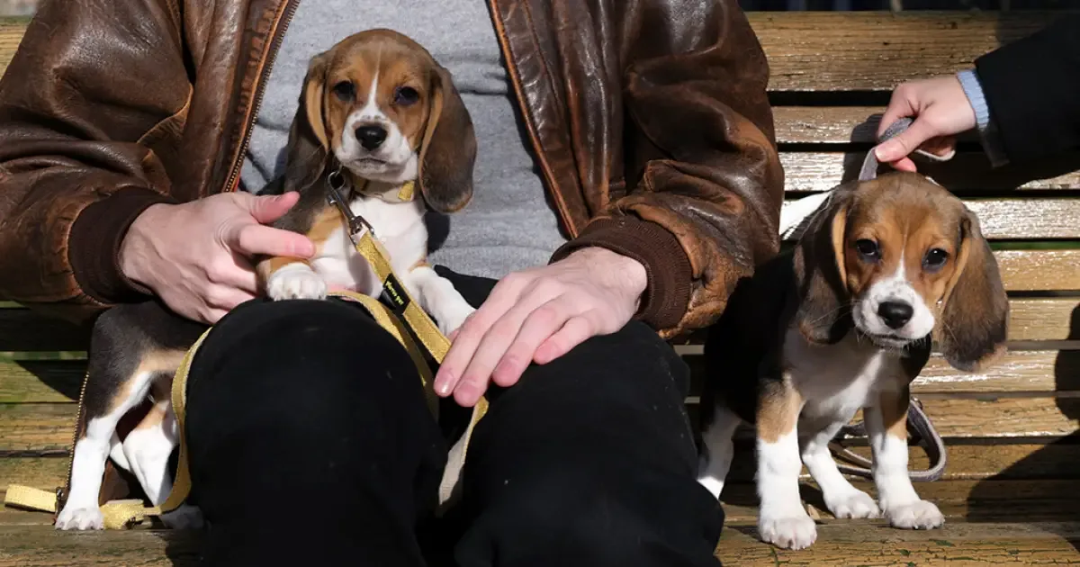 Alfie e Bailey passam por teste genético para reduzir alergias a cães