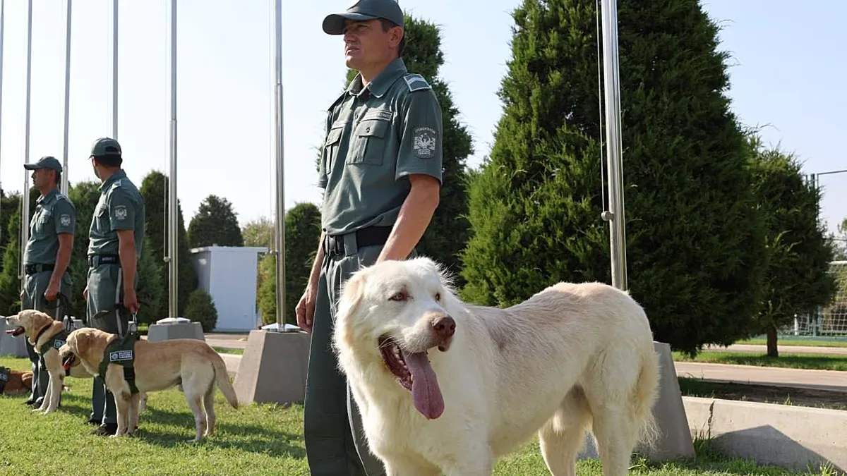 Tecnologia orienta buscas, mas cães ainda detectam odores nas alfândegas