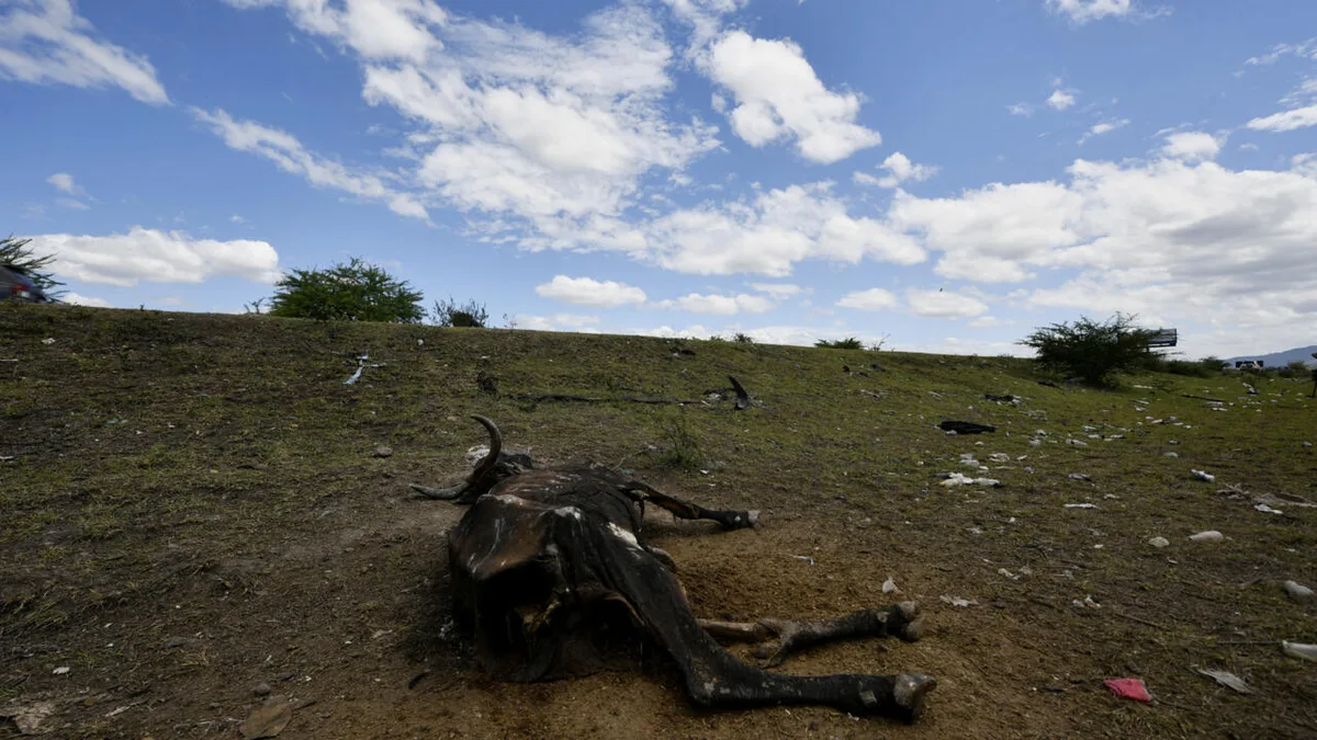 OMM prevê pico do El Niño em dezembro e possível recorde de intensidade