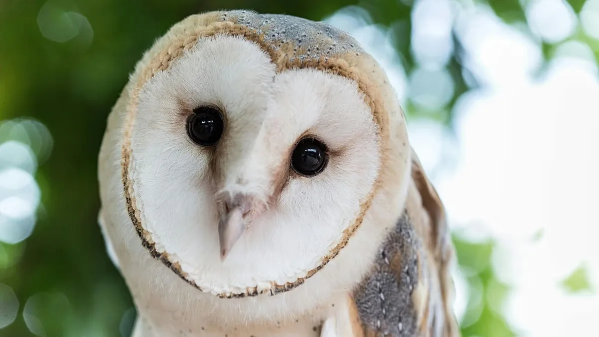 Reino Unido escolhe quatro animais para estampar novas notas