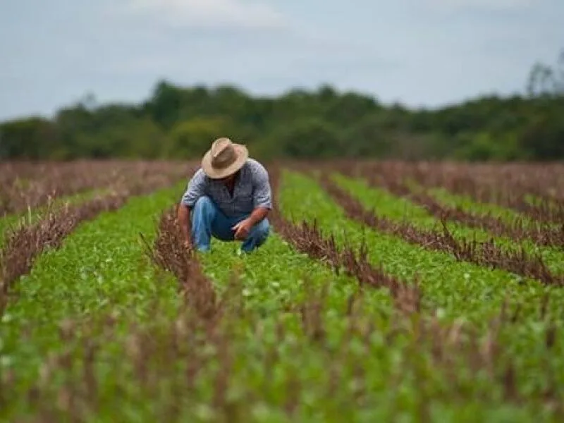 Lei atualiza regras do seguro rural e define prazos para indenizações