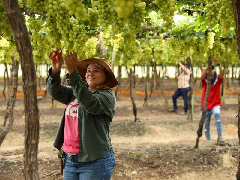 Pernambuco fecha agosto com 13.428 novos empregos formais