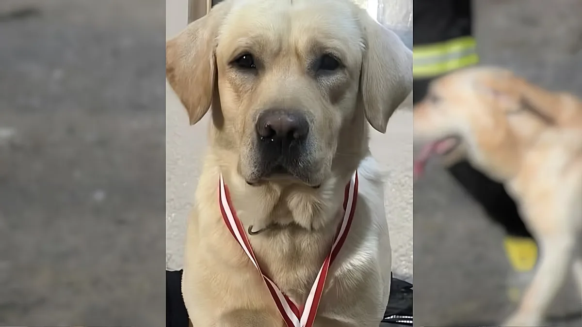 Quino, cão treinado para localizar sobreviventes, morre em Valência aos 5 anos