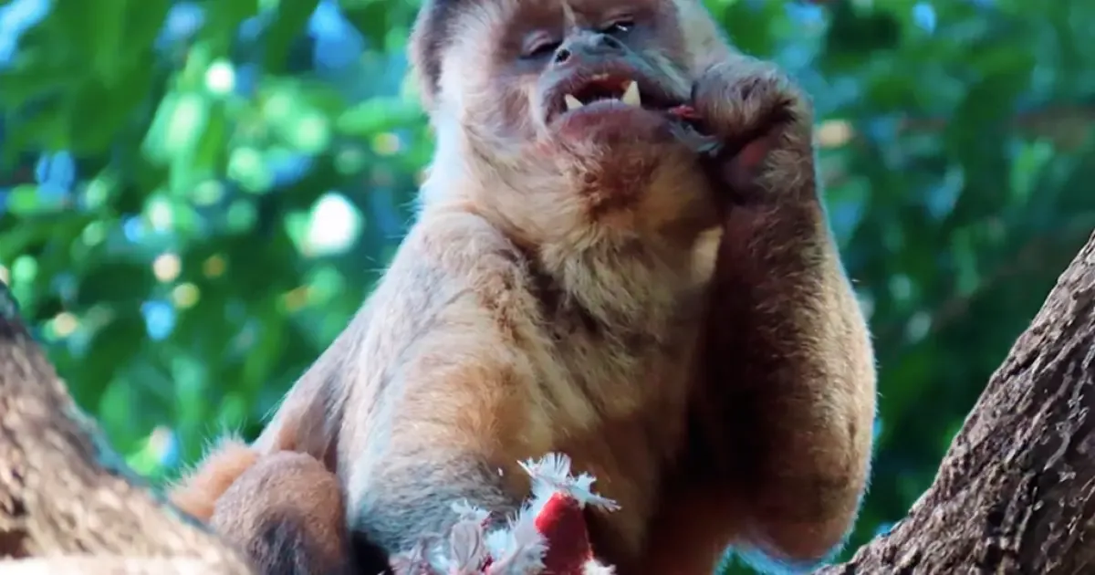 Macacos-prego ampliam a caça de pequenos vertebrados quando faltam frutos