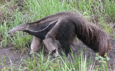Catálogo usa padrões da pelagem para identificar tamanduás-bandeira