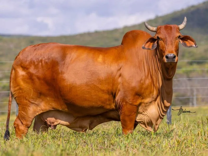 Dia de Campo em Sairé debate pecuária e promove leilões de animais