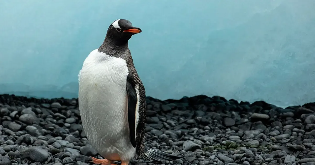 Genética revela quatro linhagens de pinguins-gentoo no hemisfério sul