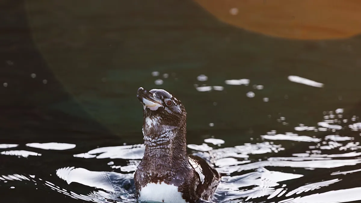 El Niño pode reduzir fauna e ameaçar florestas únicas de Galápagos