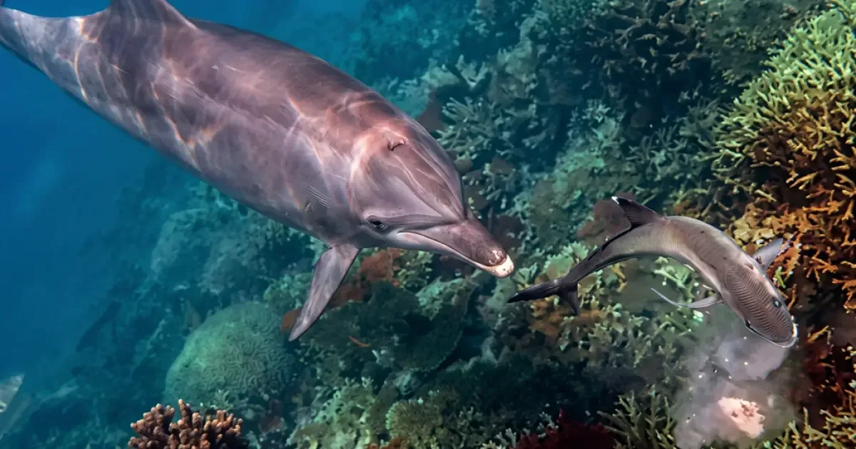 Bubbles repete estratégia para obter alimento regurgitado por peixes