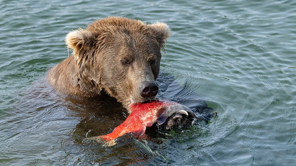 Fat Bear Week inicia votação para escolher urso que mais ganhou peso