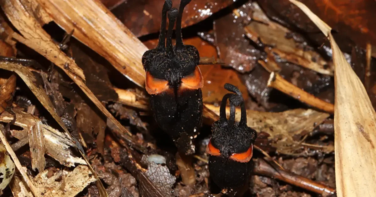 Planta subterrânea sem fotossíntese é descoberta na Tailândia