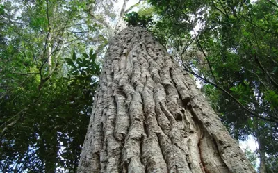 Árvores da Mata Atlântica revelam diferentes respostas à poluição do ar