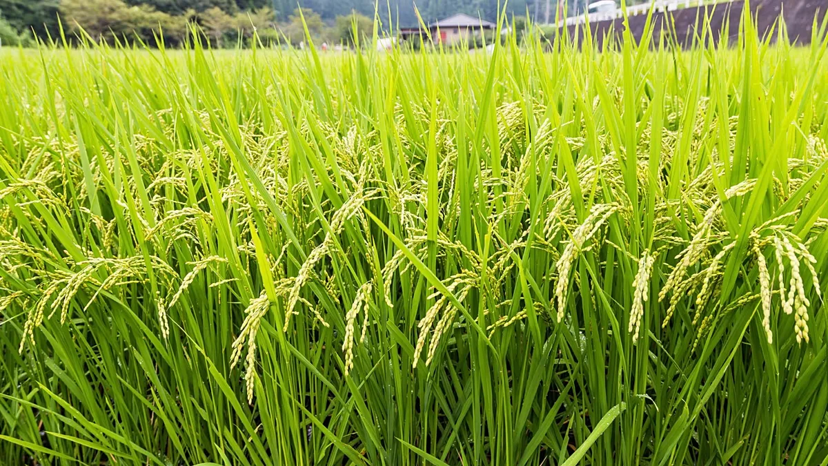 Arroz é testado nos Países Baixos para preservar turfeiras e reduzir emissões