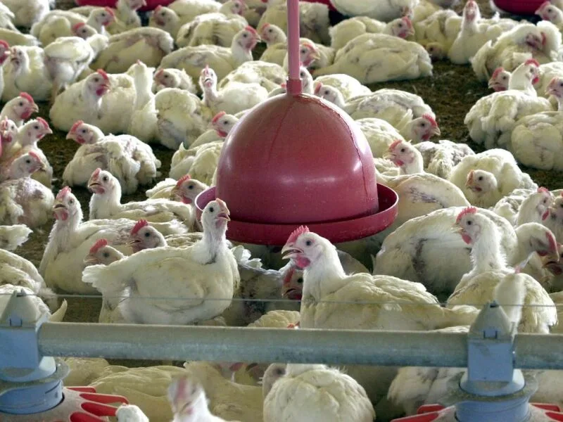 Brasil aguarda protocolo da UE para retomar exportações de frango