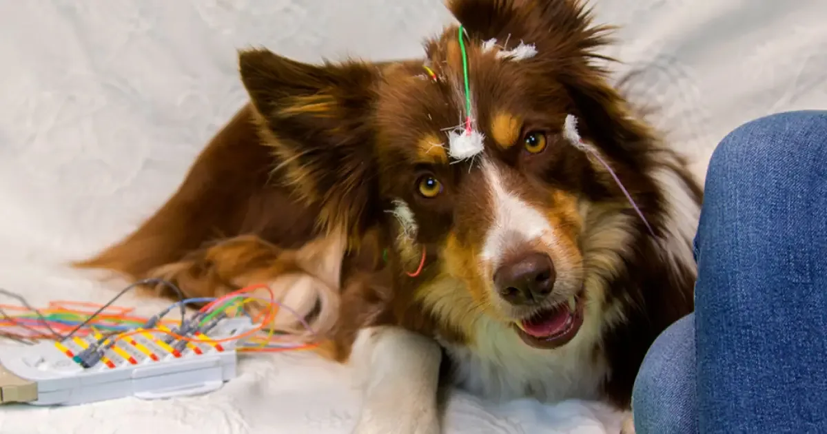 Estudo indica que cães identificam palavras pelo padrão das consoantes