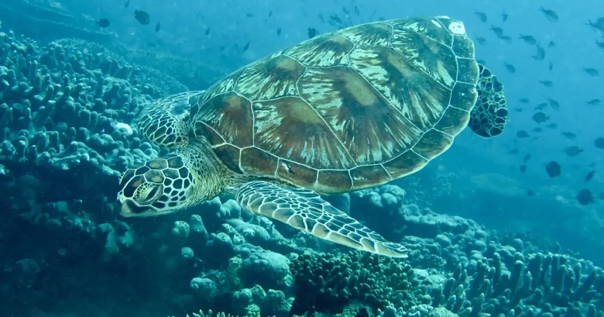 Tartarugas-verdes têm bactérias mais parecidas com as de plásticos oceânicos