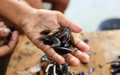 Pesca artesanal perde espaço com avanço da poluição nos estuários do Recife
