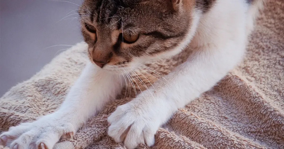 Afofar cobertores pode ser sinal de segurança para gatos