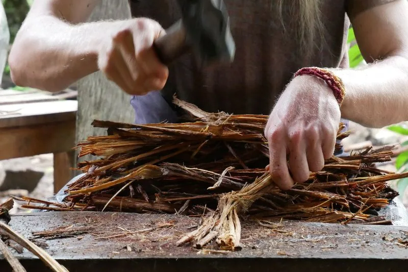 MPF pede regras específicas para usos religioso e terapêutico da ayahuasca