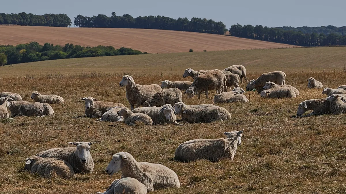 Pergaminhos medievais preservam DNA de vírus que afetava ovelhas há milênios
