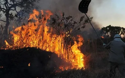 Na Amazônia, o fogo pode trazer vegetação de volta, mas não a mesma floresta