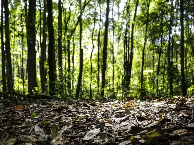 Celulose sustenta avanço da silvicultura e leva produção florestal a R$ 47,9 bilhões