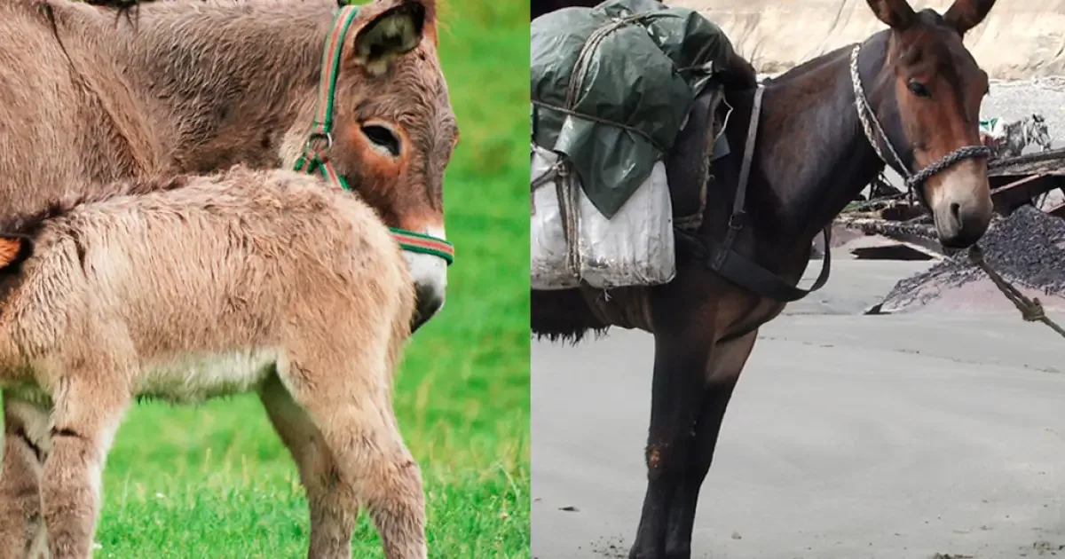Orelhas, porte e origem ajudam a separar jumentos, mulas e burros