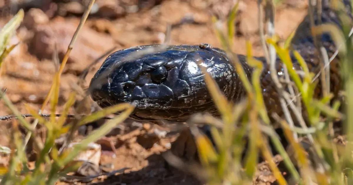 Como os venenos das serpentes mais perigosas afetam o corpo