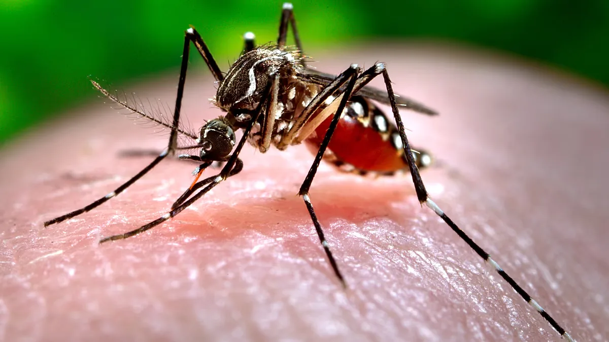 Lisboa libera mosquitos machos estéreis para conter espécie transmissora de doenças