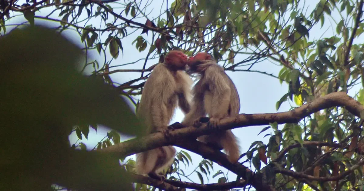 Contato entre faces revela novas pistas sobre os uacaris na Amazônia