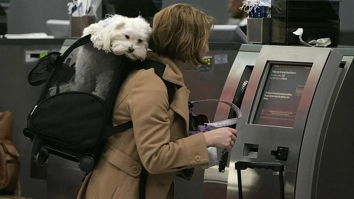 Companhias europeias ampliam opções para viajar de avião com cães e gatos