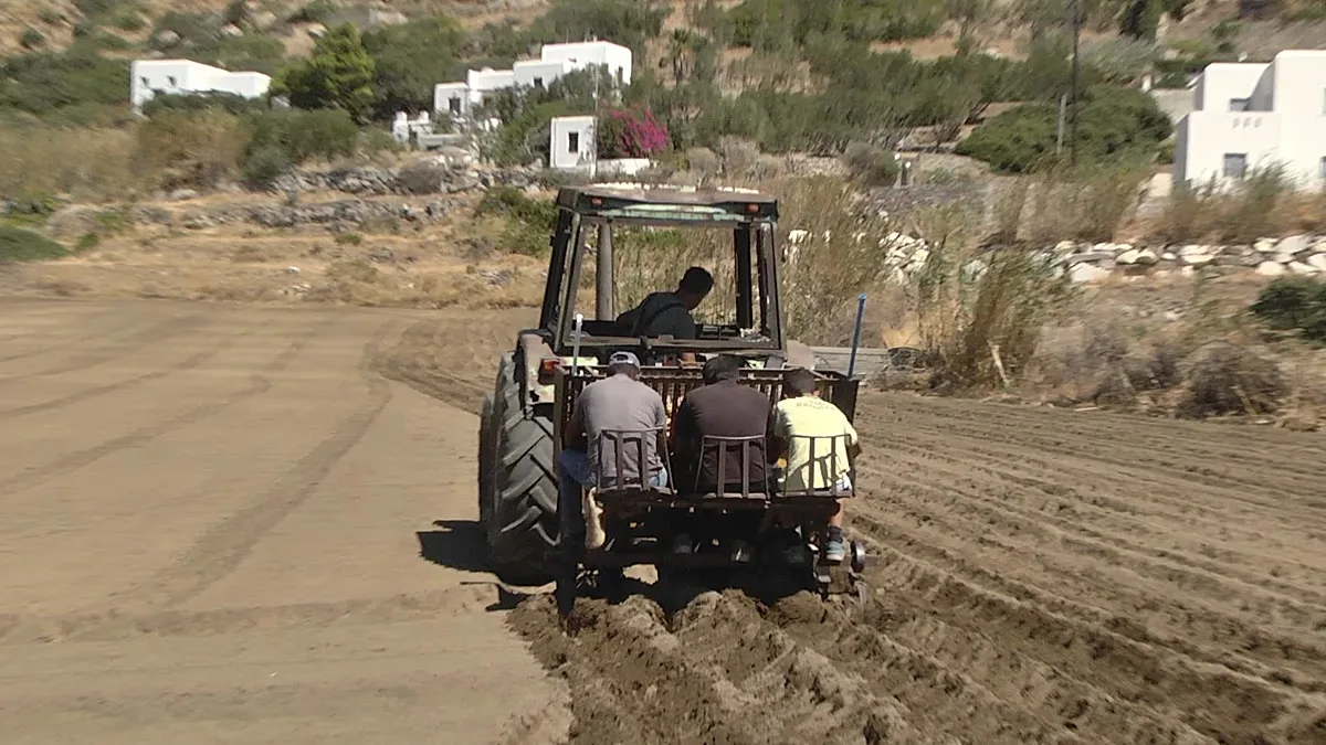 Produção de batata em Naxos cai e agricultores alertam para futuro do setor