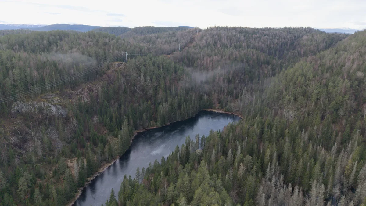 Projeto norueguês de terras raras esbarra em proteção de florestas antigas