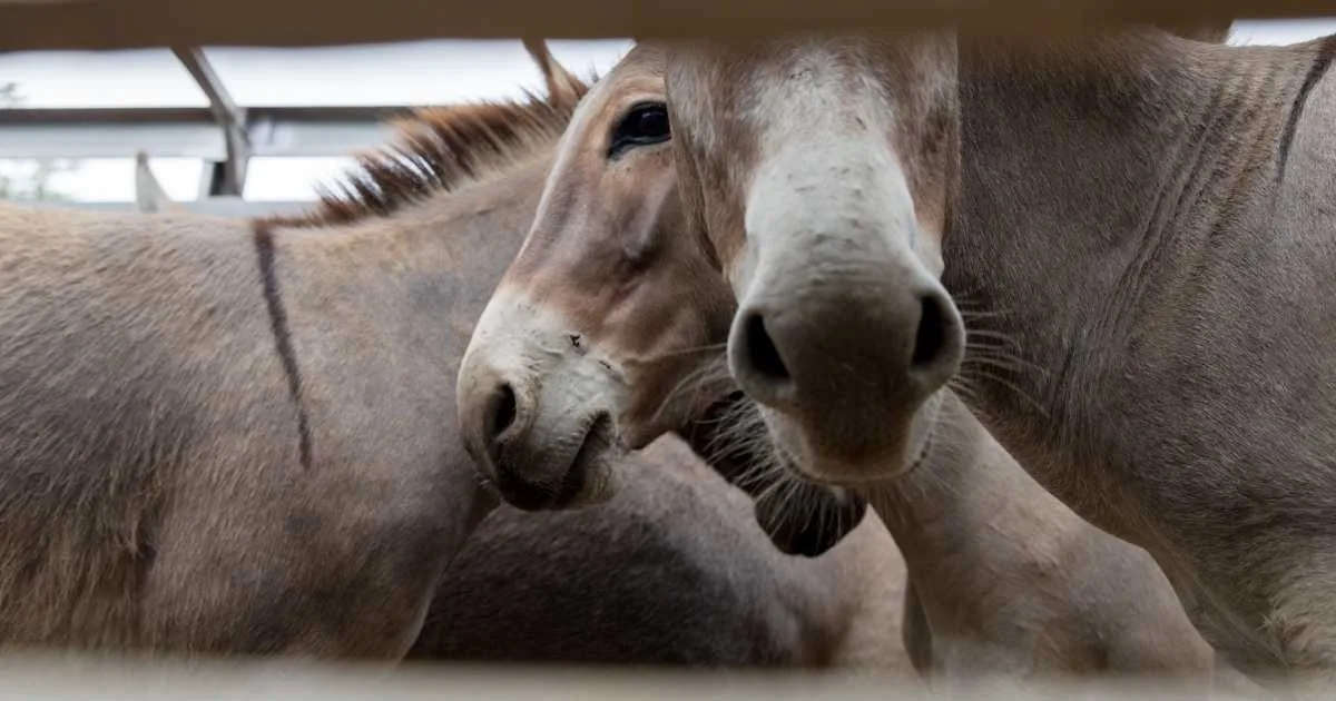 Envio de jumentos do Piauí para abate cresce e chega a 3,5 mil animais