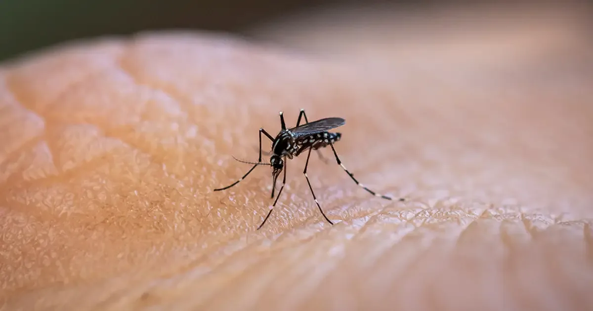 Saliva do mosquito explica diferenças nas reações às picadas