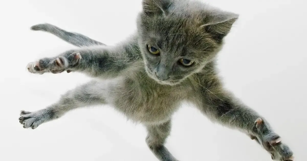 Como gatos reduzem o impacto de quedas de grandes alturas