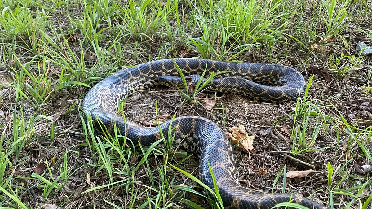 Anaconda de mais de dois metros mobiliza polícia e bombeiros na Alemanha