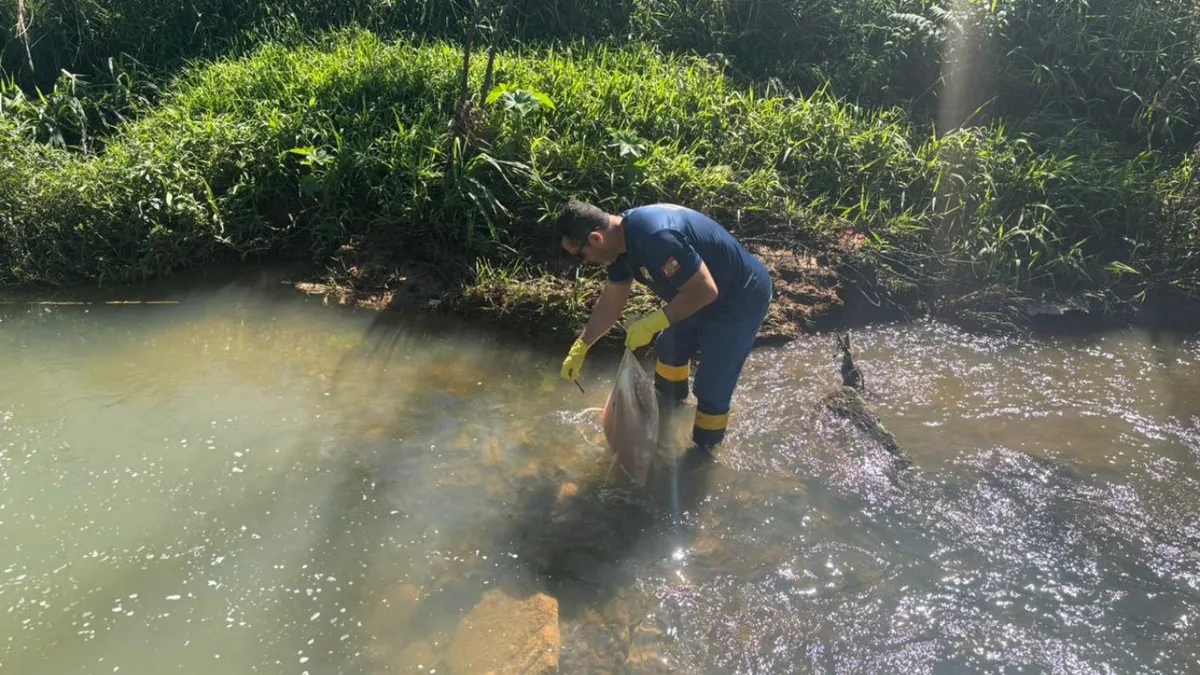 Imagens levam autoridades a localizar carne descartada em rio de Criciúma