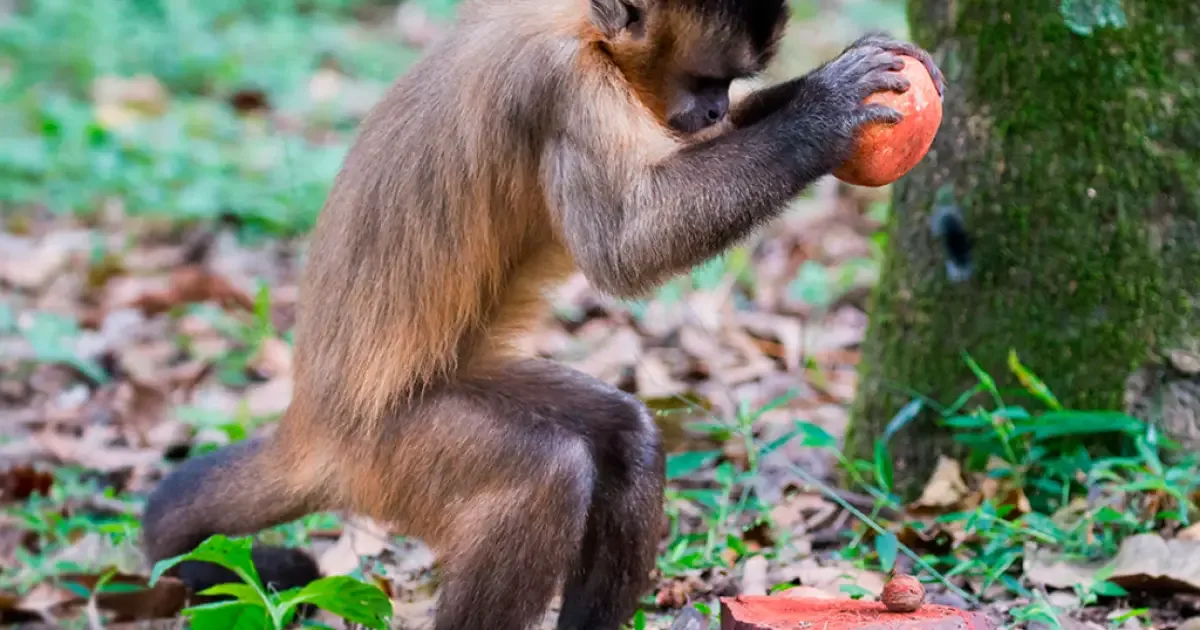 Macacos-prego seguem pistas deixadas por outros animais ao escolher pedras