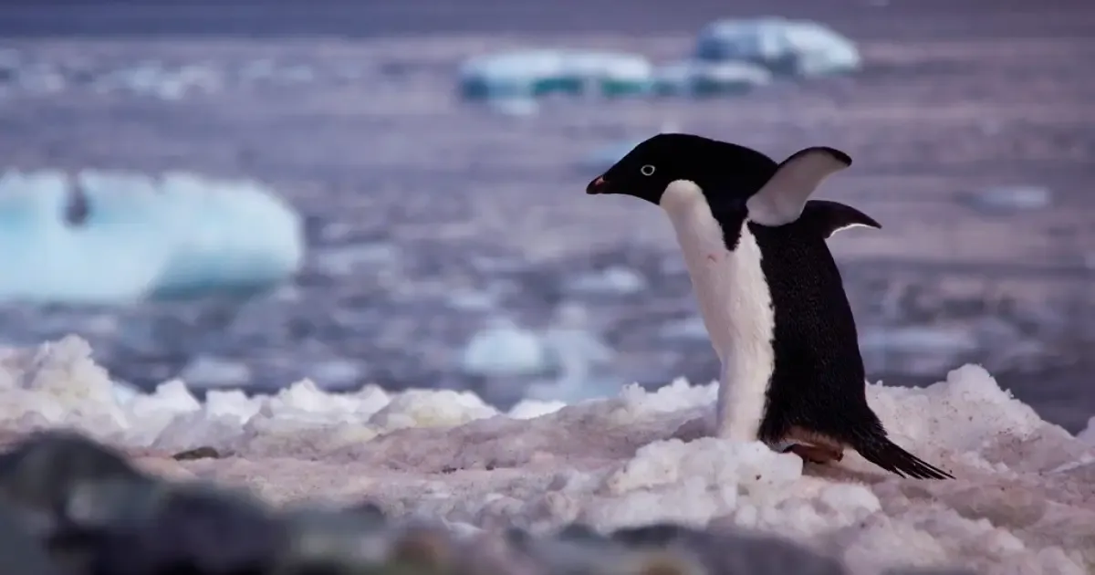 Fezes dos pinguins-de-adélia ajudam a revelar mudanças na Antártida