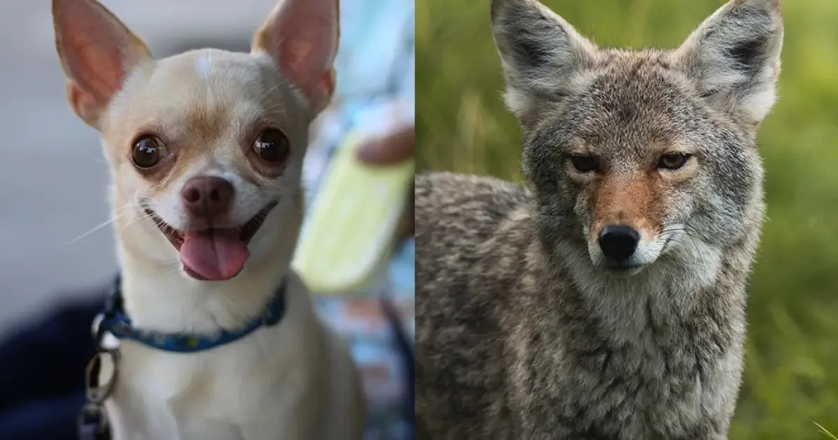 Chihuahuas carregam sinais genéticos associados a coiotes selvagens