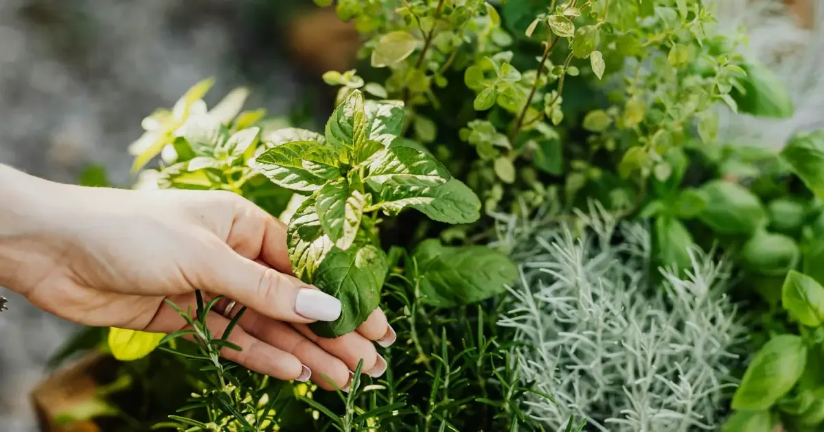 Da biodiversidade ao remédio: os obstáculos para a inovação brasileira