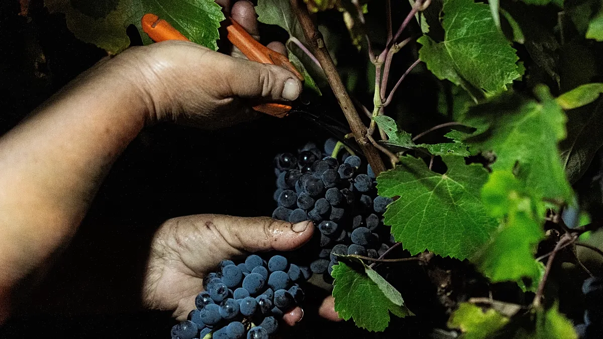 Herdade no Alentejo adota colheita noturna diante do calor extremo