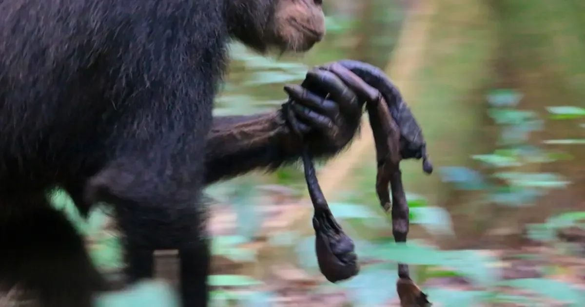 Doença e vínculo materno prolongam transporte de filhotes mortos entre chimpanzés