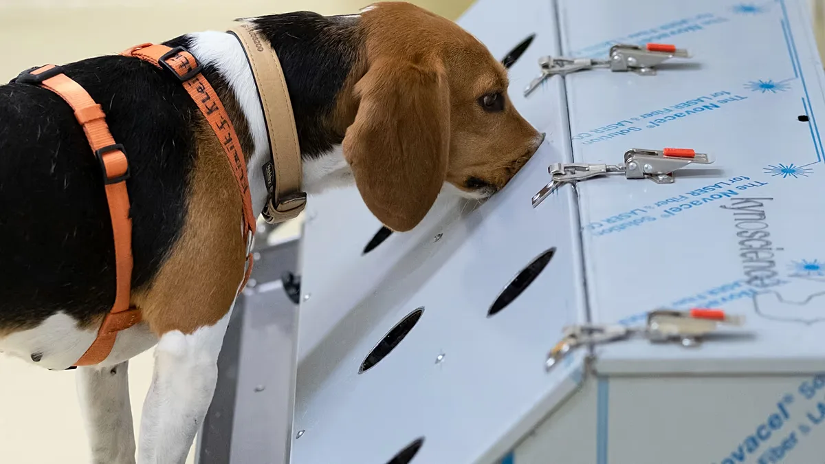 Cães e inteligência artificial são usados para rastrear câncer na Índia